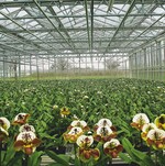 Gewächshäuser für die Produktion