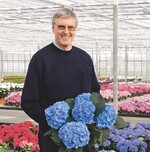 Lieblingskultur Hortensien