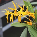 Orchideen Kultivieren und vermarkten