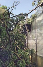 Sturmschaden an einem Gewächshaus durch einen umgestürzten Baum.