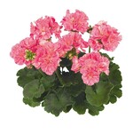 noch mehr dega | schwestermagazine