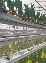 Dreistöckiger Anbau im Gewächshaus – von unten nach oben: Löwenmäulchen, Kopfsalat, Tulpen. Die Ebene der Tulpen sitzt auf den Metallrohren, die über die Stützbügel gelegt wurden.