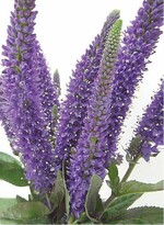 Veronica longifolia ‘Marietta‘ gehört zu den ausgezeichneten Staudenneuheiten.