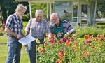 Von links: Egon Ehlers, Günther Roth und Jürgen Meister bei der Begutachtung der Dahlienneuzüchtungen im egapark.