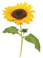 Wertschätzung, wie geht das?