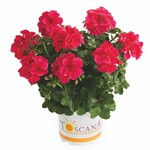 Pelargonium peltatum ‘Toscana GX Josina‘ gehört zur „Toscana“Serie.