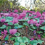 Cyclamen erobern die Beete