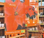 4 Die „Maximas“ sind im Gartencenter sehr präsent.