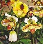 Die IPM 2015 – Treffpunkt des Gartenbaus