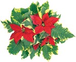 Poinsettien, Substrate und Porträts