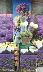 3 Neuheit auf der grünen Woche: Eine weiße Allium ‘Globemaster‘.