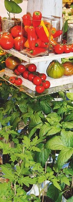 7 Das Sortiment bei Gemüse und Kräutern für Balkone ist spannend (hier Volmary).