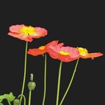 Neue Ideen fürs nächste Frühjahr