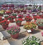 Bleiben Nischenprodukte auf der Strecke?