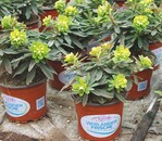 2 Regional kultivierte Pflanzen sind beliebt.