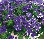 1 Petunia ‘NightSky‘ von Selecta Klemm gewann den FleuroStar 2015/16.