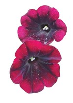 Gibt es zu viele Petunien- und Calibrachoa-Sorten?