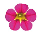 Gibt es zu viele Petunien- und Calibrachoa-Sorten?