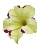 Gibt es zu viele Petunien- und Calibrachoa-Sorten?