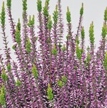 Sichtung bei Knospenblühern