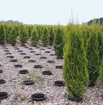 Containerkulturflächen richtig nutzen