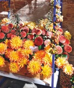 Warum besuchen Sie die BUGA?