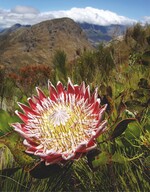 Am Beispiel der Proteen prüfen Wissenschaftler, wie Pflanzen mit den Folgen des Klimawandels umgehen.