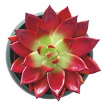 Berufskrankheit Neugier