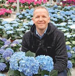 Hortensien: Sorten und Kultur