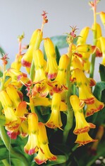 Teilnehmerrekord bei ISU-Winter-Days