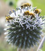 Bestäuber auf Distel