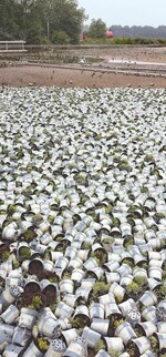 Bis zu 80 cm stand diese Azerca-Fläche unter Wasser. Die sich hier befindlichen Pflanzen können nur noch entsorgt werden.