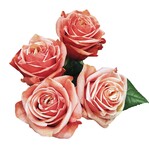 Monsanto will Zierpflanzen wie Rosen länger haltbar machen durch genetisch veränderte RNA.