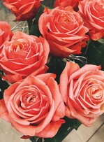 Monsanto will Zierpflanzen wie Rosen länger haltbar machen durch genetisch veränderte RNA.