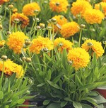 Stauden im Topf und zum schnitt