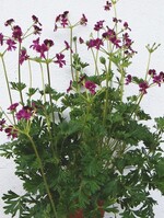 Pelargonium ‘Brigitte Stisser‘ (Hybride aus P. caffrum x (cortusifolium x sericifolium)
