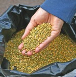 Unverzichtbar: ummantelte Depotdünger