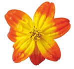 So viele Autoren bereichern uns