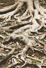 Pflanzen kommunizieren mit Mikroorganismen