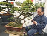 7 Mit Kupferdraht wird ein Bonsai beim Verband der japanischen Blumen- und Pflanzenexporteure formiert.