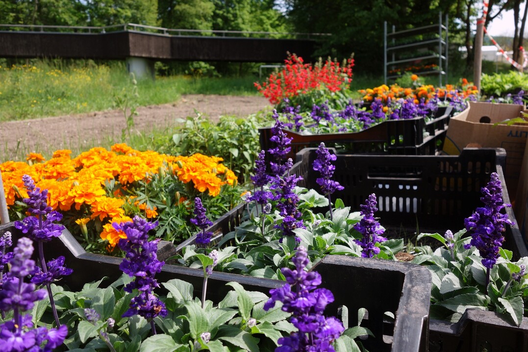 Diese farbenfrohen Sommerblumen warten noch auf ihre Pflanzung.