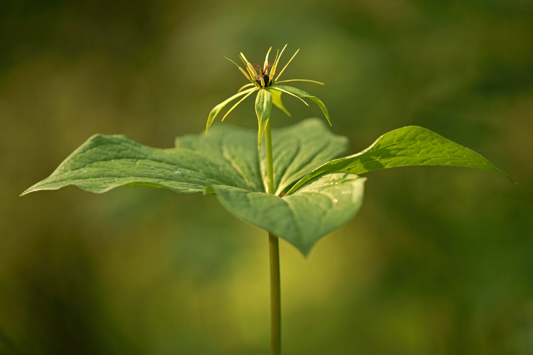 Die Einbeere ist Blume das Jahres 2022, gekürt von der Loki Schmidt Stiftung