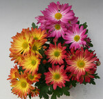 Topfchrysantheme "Elassa Mix"