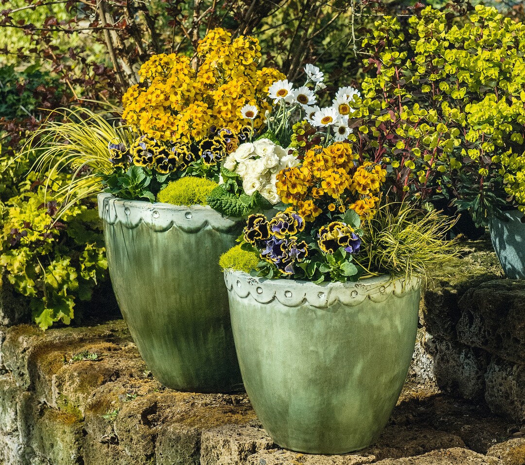 Publikumsliebling: Erysimum RYSI Winter Spirit von Kientzler