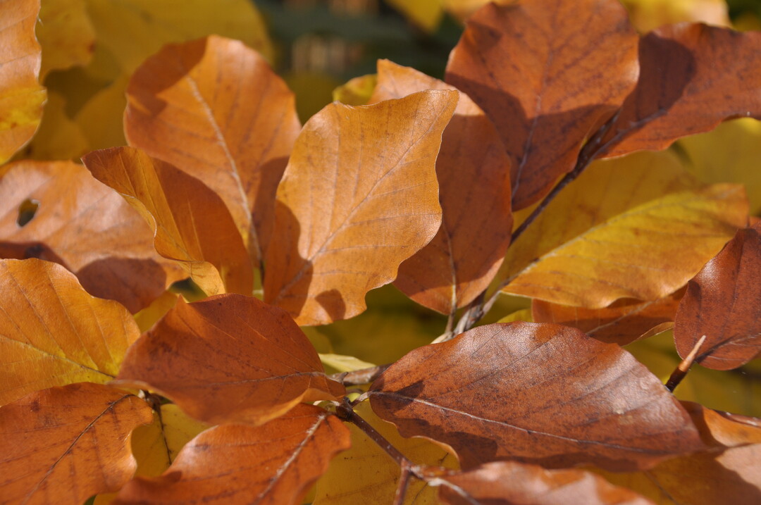 Von gelb verfrbt sich das Laub nach braun. Die Farbe dominiert den ganzen Winter ber den Boden des Buchenwaldes.