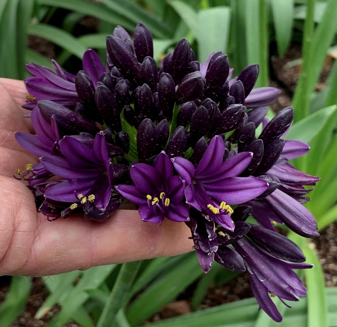Agapanthus "Black Jack" (Fairweather"s Nursery)