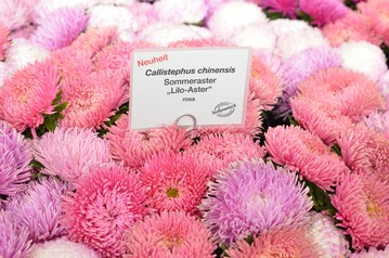 Fr das umfangreiche exquisite Sommerasternsortiment in einer berragenden Vielfalt an Sorten und Arten in begeisternder gleichbleibender Qualitt vergab das Preisgericht eine Groe Goldmedaille der DBG an Rose Saatzucht aus Erfurt.