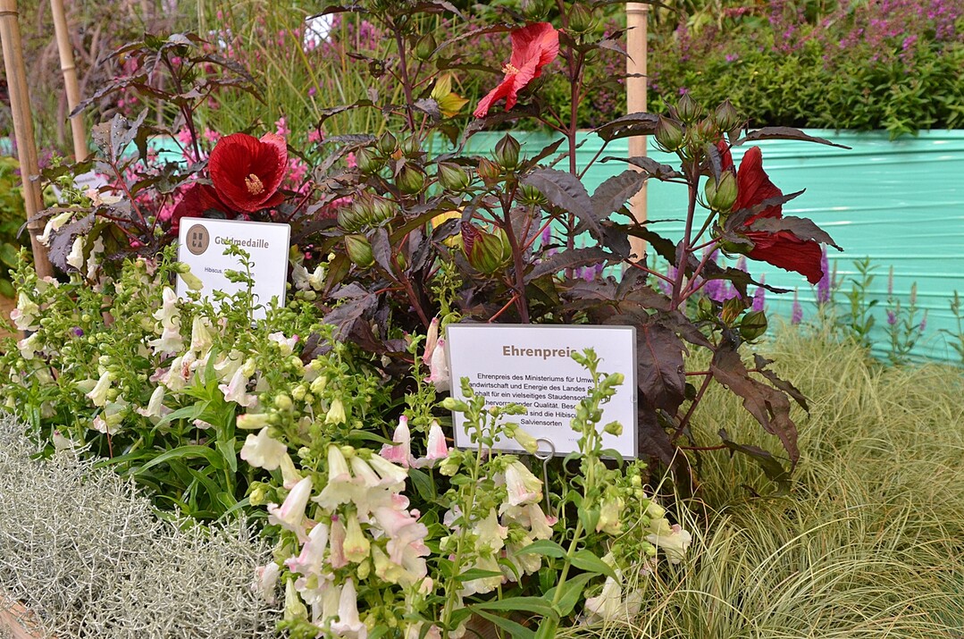 Den Ehrenpreis des Ministeriums fr Umwelt, Landwirtschaft und Energie des Landes Sachsen-Anhalt fr ein vielseitiges Staudensortiment in hervorragender Qualitt, vor allem den beeindruckenden Hibiskus- und Salviensorten erhlt die Grtnerei und Gartengestaltung Bruchmller aus Mser.