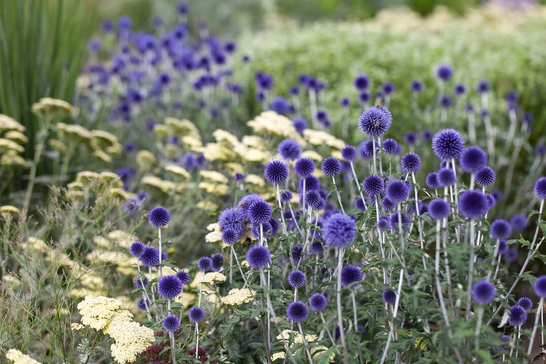 Kugeldistel und Schafgarbe, Groe Staudenschau    