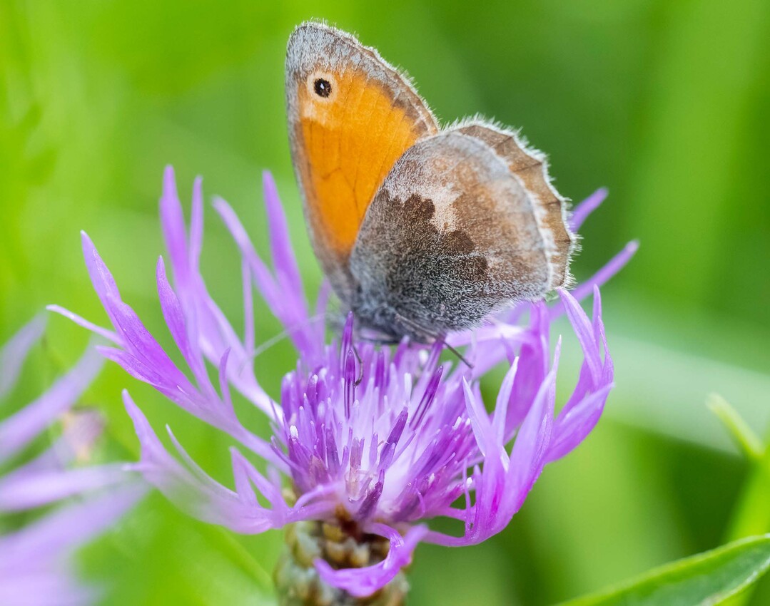 Wiesen-Flockenblume (Centaurea jacea) mit Kleinem Wiesenvgelchen (Coenonympha pamphilus)